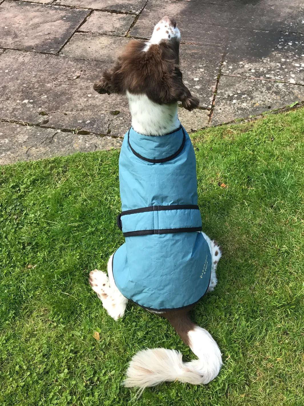 Dog Coat - Teal Wax