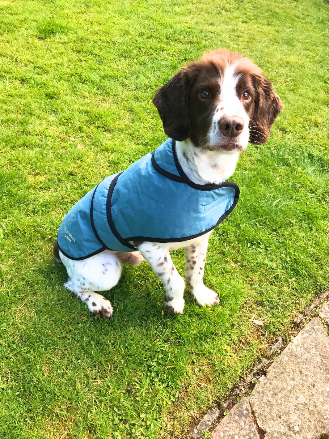 Dog Coat - Teal Wax