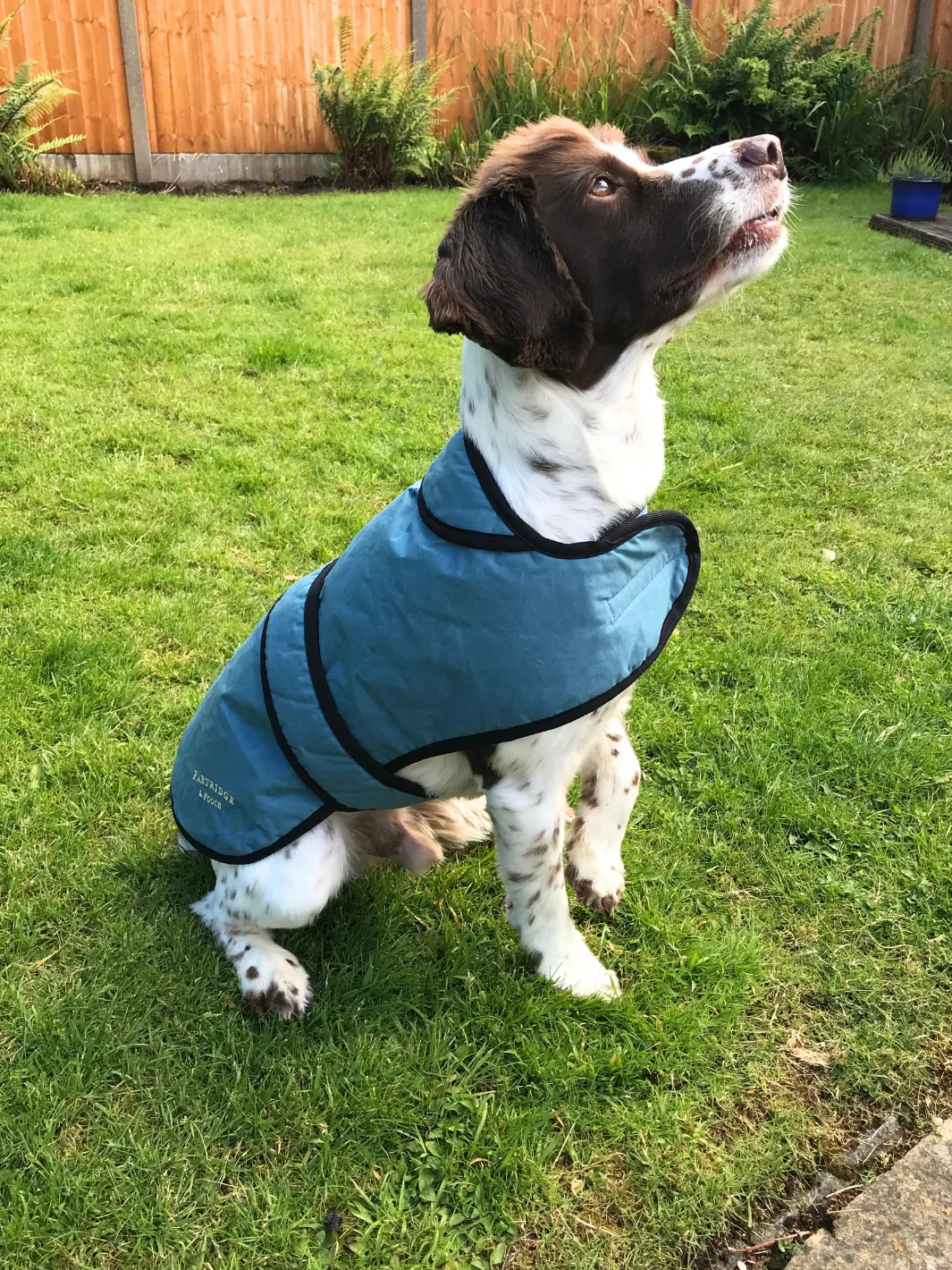 Dog Coat - Teal Wax